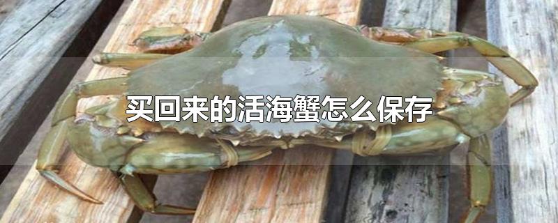 买回来的活海蟹怎么保存