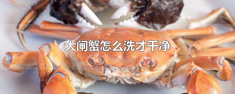大闸蟹怎么洗才干净