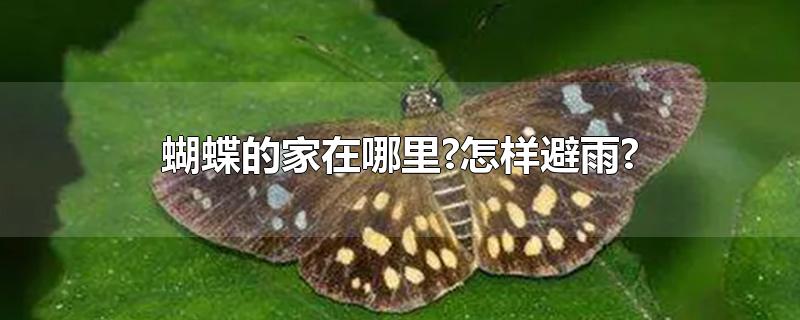 蝴蝶的家在哪里?怎样避雨?