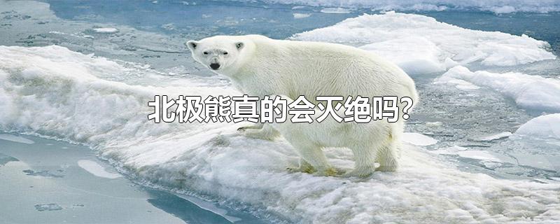 北极熊真的会灭绝吗?
