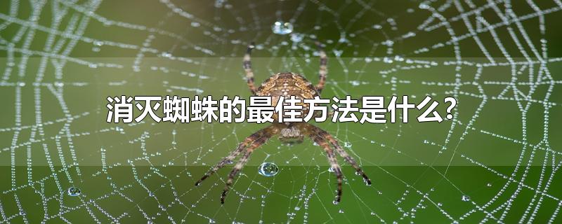 消灭蜘蛛的最佳方法是什么?