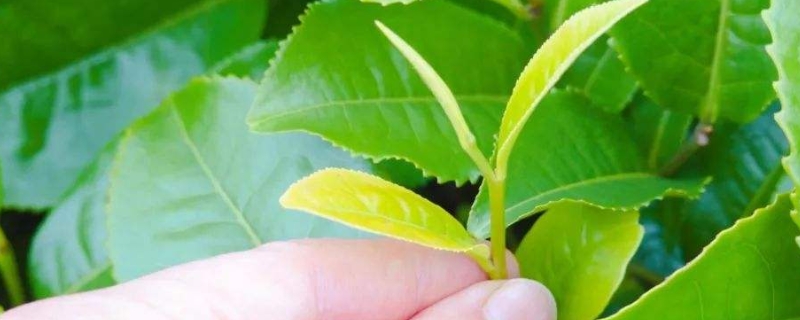 茶叶英文为什么叫tea