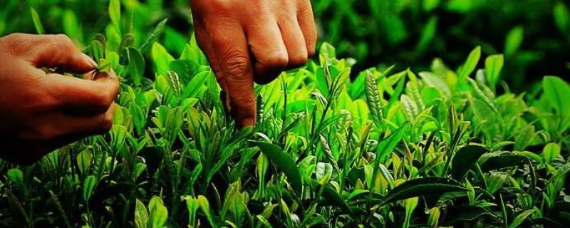 为什么茶叶需要烘干