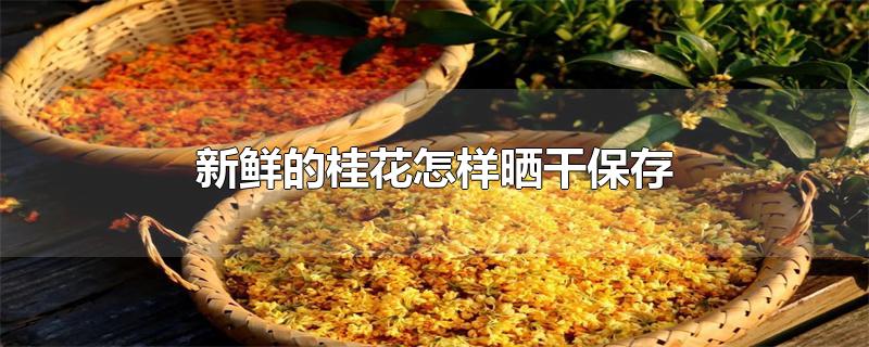 新鲜的桂花怎样晒干保存
