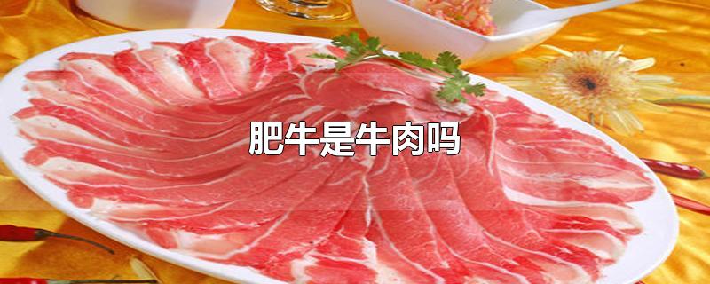 肥牛是牛肉吗