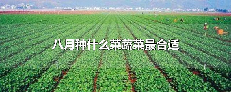 八月种什么菜蔬菜最合适
