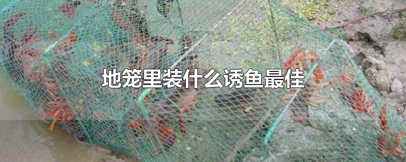 地笼里装什么诱鱼最佳
