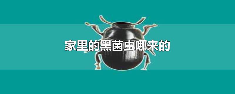 家里的黑菌虫哪来的