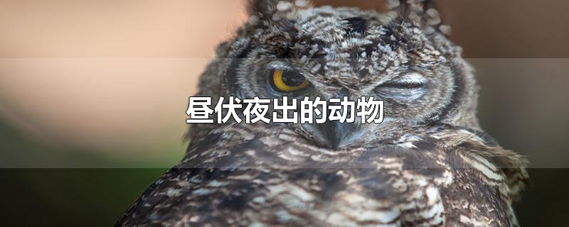 昼伏夜出的动物
