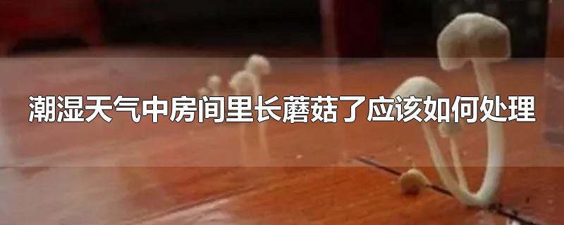 潮湿天气中房间里长蘑菇了应该如何处理