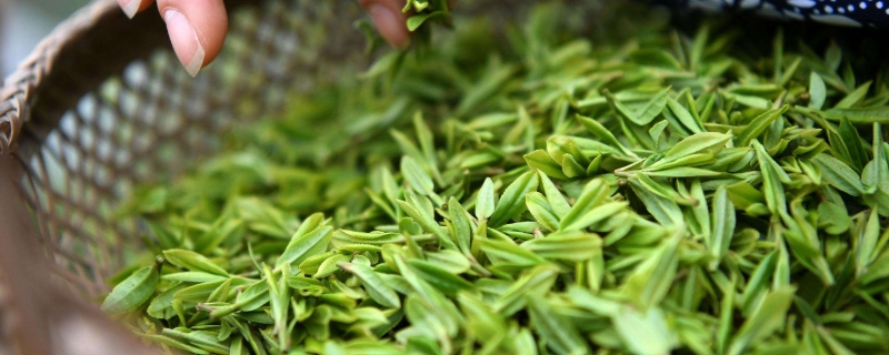 明前茶叶一般什么时候釆