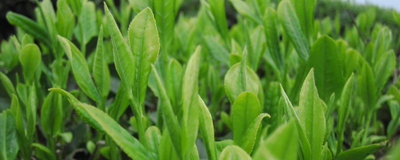 雨花茶属于什么茶