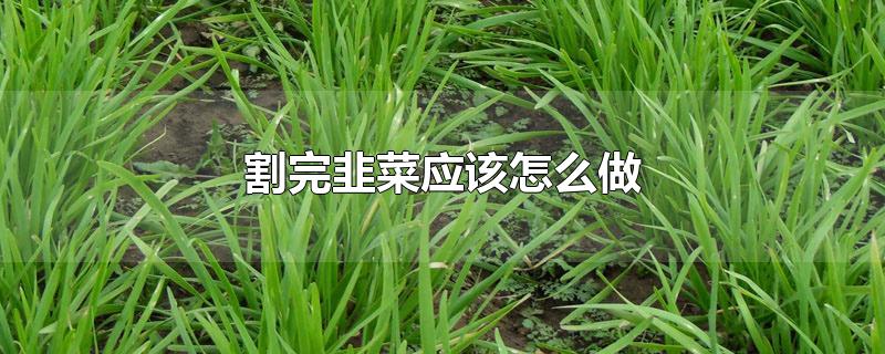 割完韭菜应该怎么做