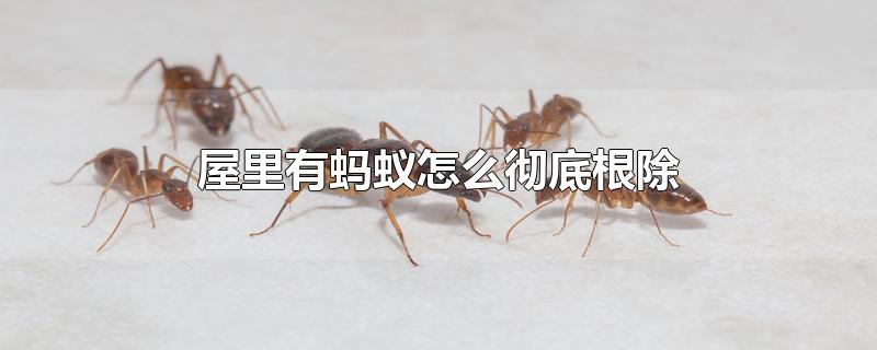 屋里有蚂蚁怎么彻底根除