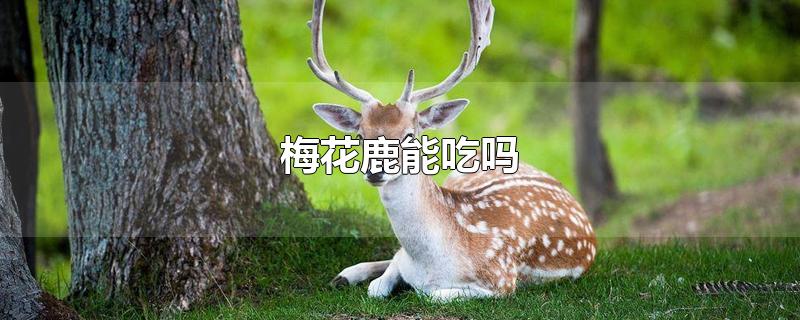 梅花鹿能吃吗
