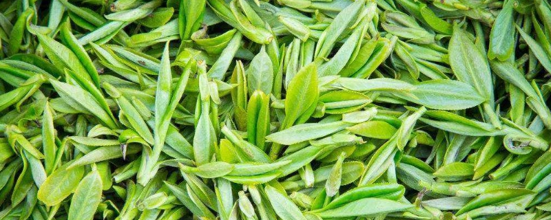 茶叶里有什么成分