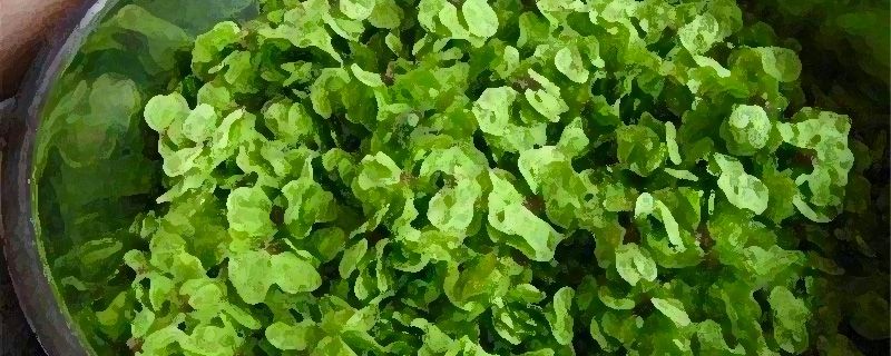 榆钱怎样冷冻保存