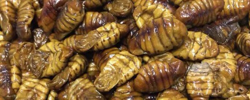 水煮蝉蛹开水下锅还是冷水