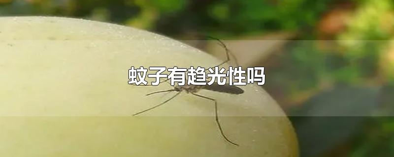 蚊子有趋光性吗