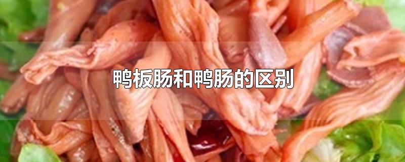 鸭板肠和鸭肠的区别
