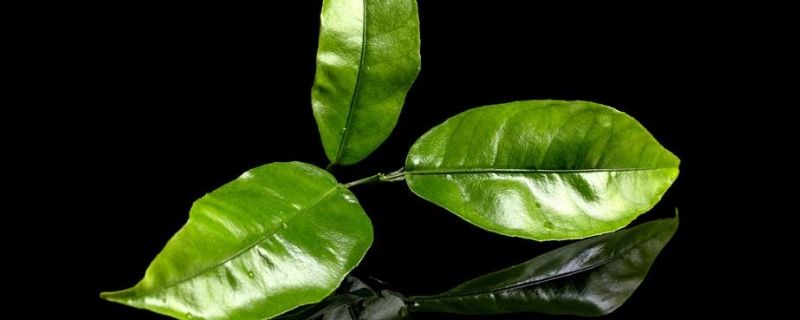 冬天适合喝什么茶叶