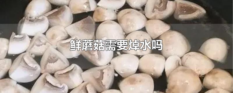 鲜蘑菇需要焯水吗