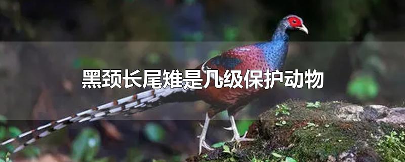 黑颈长尾雉是几级保护动物