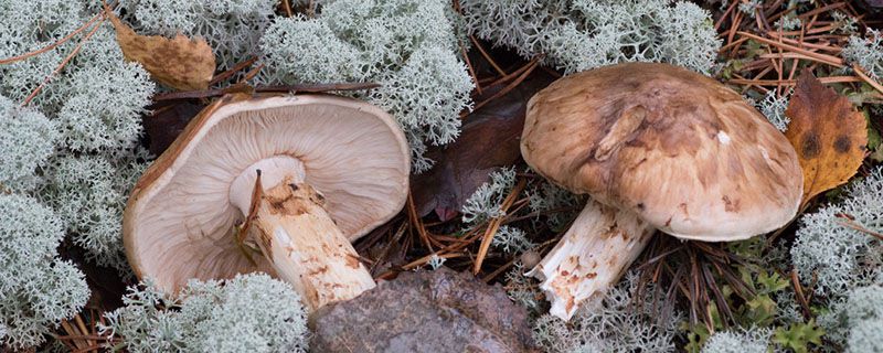 鲜猴头菇需要焯水吗