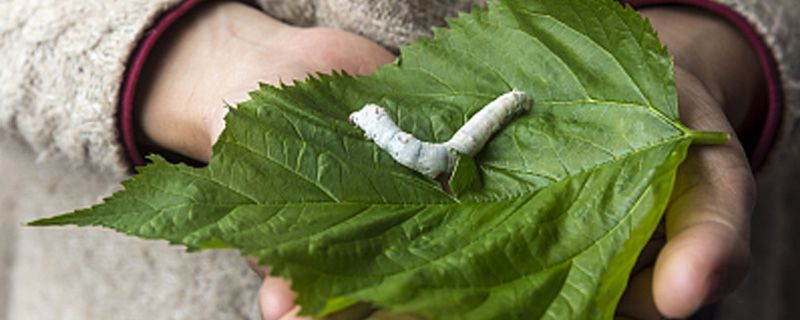 三叉型桑叶可以喂蚕吗