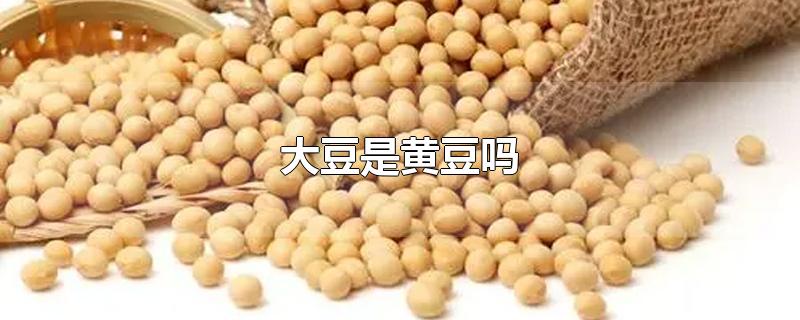 大豆是黄豆吗