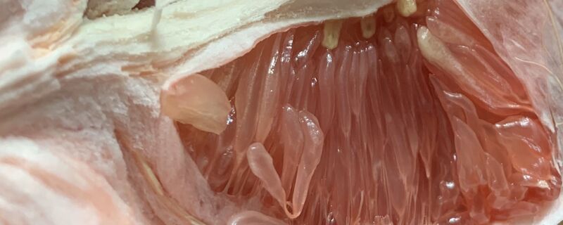 柚子皮除甲醛有效果吗