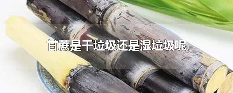 甘蔗是干垃圾还是湿垃圾呢