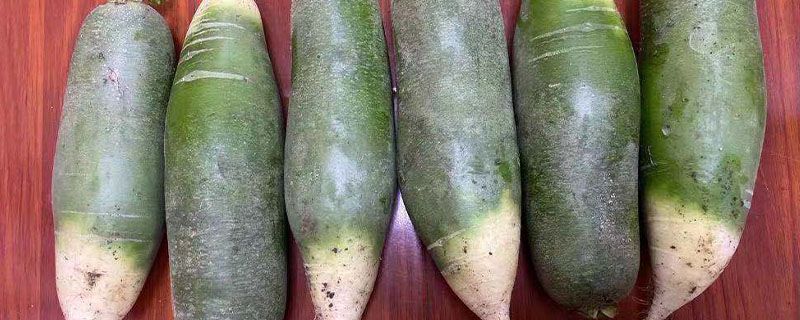 萝卜是变态茎吗