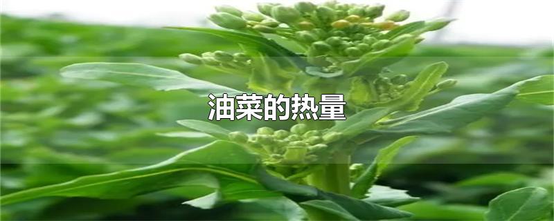 油菜的热量