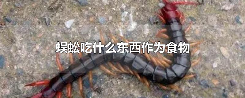 蜈蚣吃什么东西作为食物