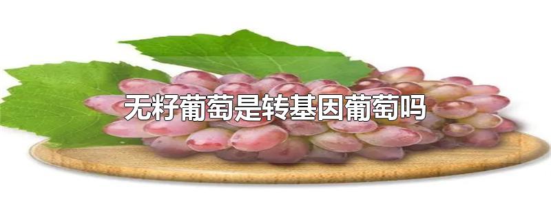 无籽葡萄是转基因葡萄吗