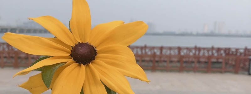 插花水里放盐还是糖