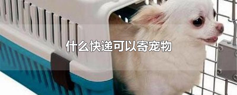 什么快递可以寄宠物