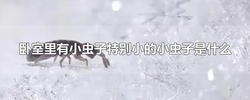 卧室里有小虫子特别小的小虫子是什么