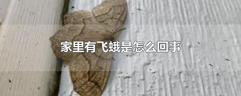 家里有飞蛾是怎么回事