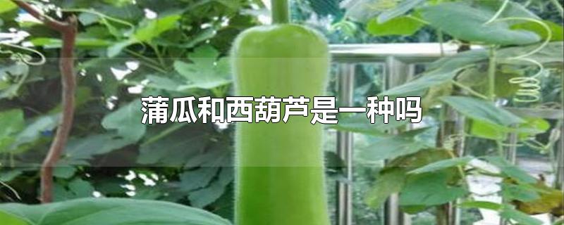 蒲瓜和西葫芦是一种吗
