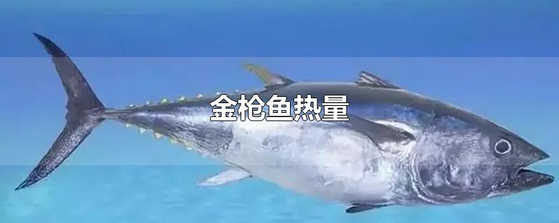 金枪鱼热量
