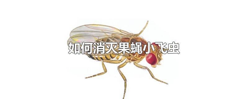 如何消灭果蝇小飞虫