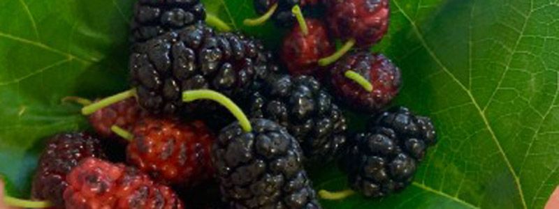 桑葚有点酸了还能吃吗