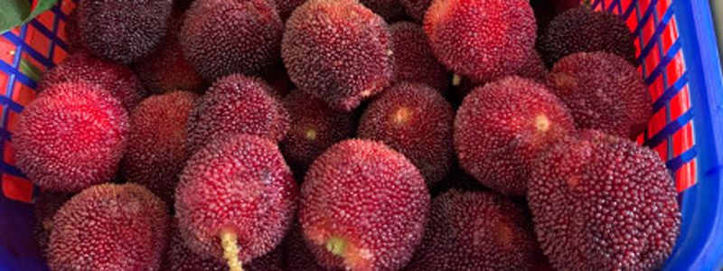 杨梅太酸拿来怎么处理好吃的