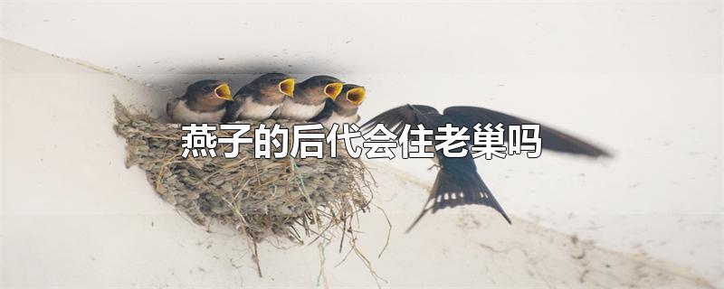 燕子的后代会住老巢吗