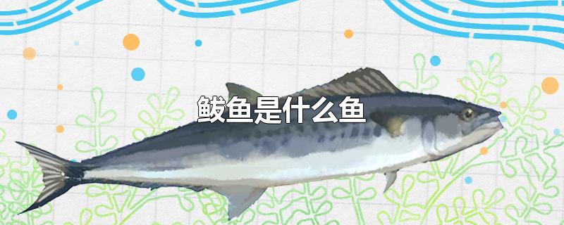鲅鱼是什么鱼