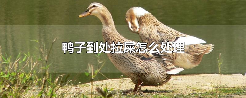 鸭子到处拉屎怎么处理