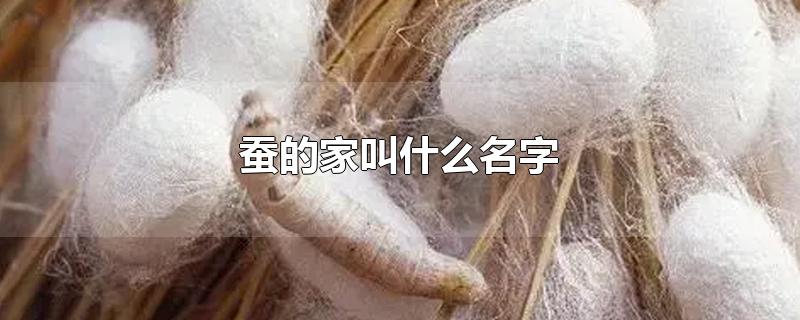 蚕的家叫什么名字