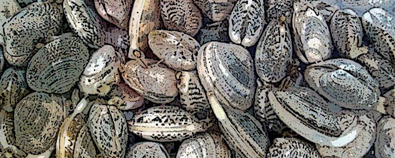 花甲保存冷冻还是冷藏